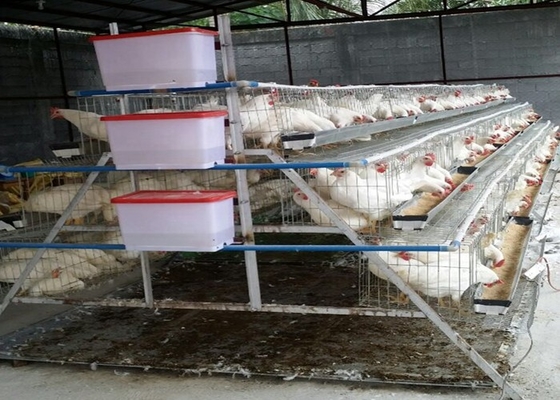 nuôi 500-1000 con gà đẻ lồng phù hợp cho cá nhân