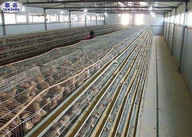 Đơn giản Q235 Chim cút đẻ Cage 800 con chim công suất dài làm việc sử dụng cuộc sống