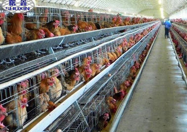 Hệ thống lồng gà chuồng gà tự động trong trang trại Botswana