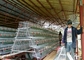 3 tầng 4 phòng 500-1000 con chim Lồng nuôi gà cho các trang trại Philippine