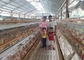 Loại H mạ kẽm tự động goody trại gia cầm trang trại gà laer cho thị trường Nam Phi