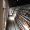 Lồng gà tự động cho động vật thương mại cho thiết bị trang trại gia cầm