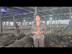 Việc giới thiệu và trưng bày các cửa hàng lưới chắn chống xe tăng