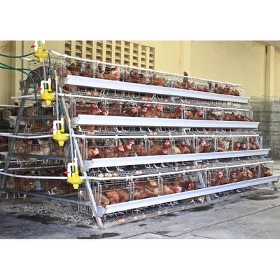 160 con gà nuôi bằng pin Lồng gà mái với hệ thống nước tự động