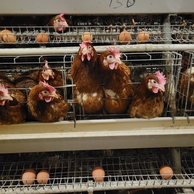 Pin kim loại Animal Layer Chicken Cage để đẻ trứng gà