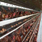 Trang trại nuôi gà lồng tự động 3 tầng A Loại gà đẻ trứng gà đẻ pin gia cầm