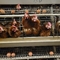 Pin kim loại Animal Layer Chicken Cage để đẻ trứng gà