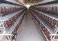 Hệ thống tự động Q235 Lồng gà 4 tầng cho trang trại