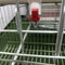 Hệ thống nước uống tự động Lồng gà cho trang trại gia cầm